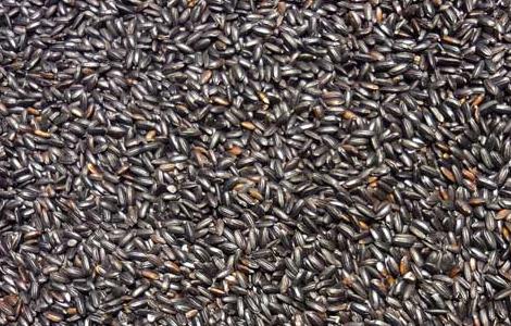 黑米不能和什么一起吃