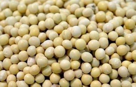 黄豆不能和什么一起吃