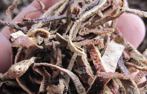 陈皮泡水可以天天喝吗