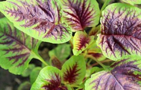 苋菜吃多了会怎么样