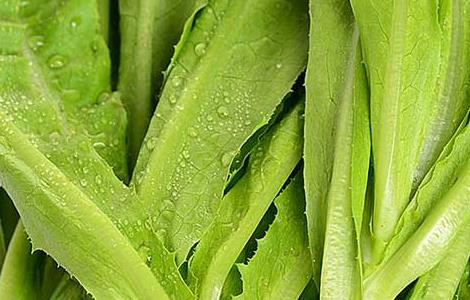 油麦菜的功效与作用