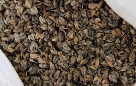 荞麦枕头的功效与作用