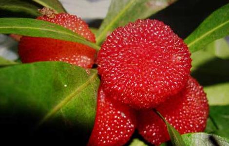 哺乳期可以吃杨梅吗