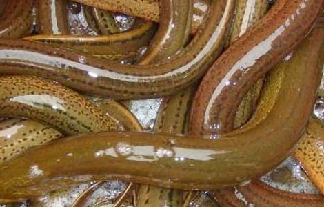 黄鳝死了还能吃吗