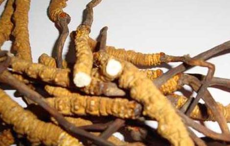 孕妇能吃冬虫夏草吗