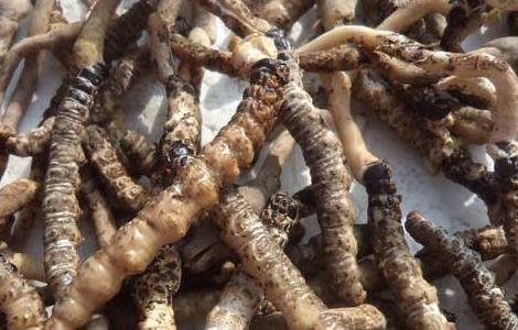 孕妇能吃冬虫夏草吗