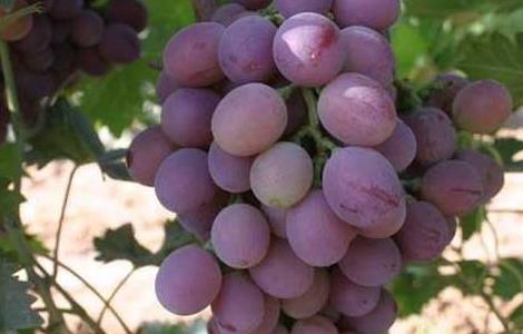 葡萄皮能吃吗