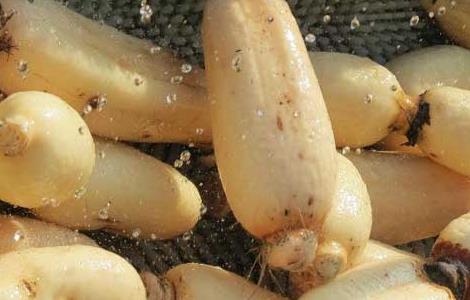 莲藕不能和什么一起吃