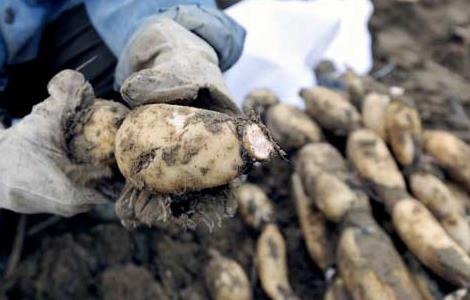 莲藕不能和什么一起吃