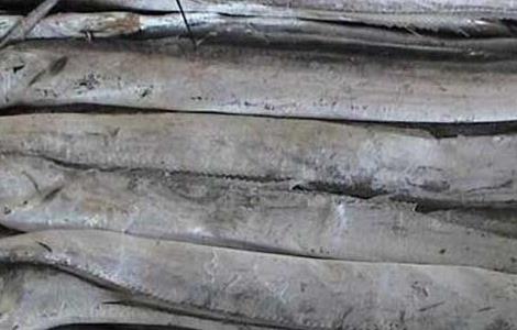 孕妇可以吃带鱼吗