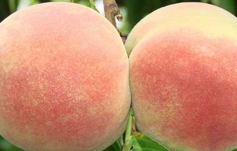 螃蟹和桃子能一起吃吗