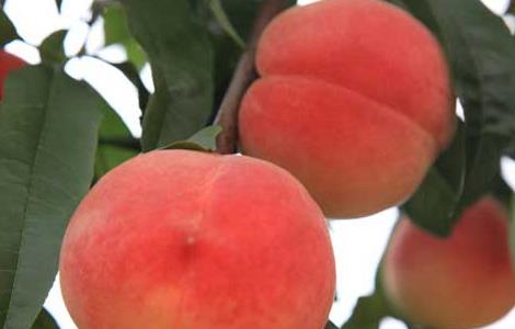 螃蟹和桃子能一起吃吗