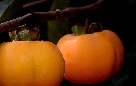 柿子不能和什么一起吃