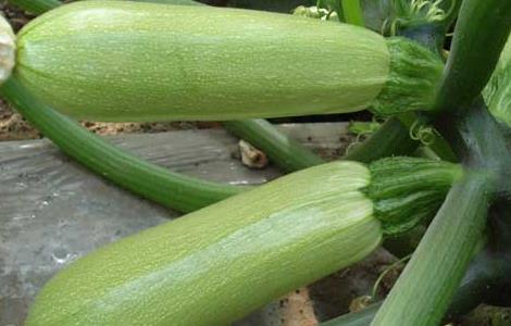 西葫芦的营养价值