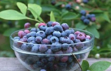 蓝莓