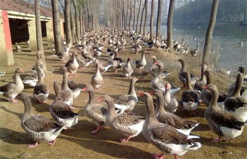 鸭 常见种类 图片
