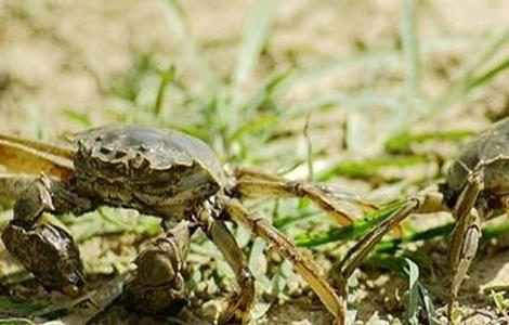 螃蟹养殖四大要点