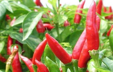 朝天椒