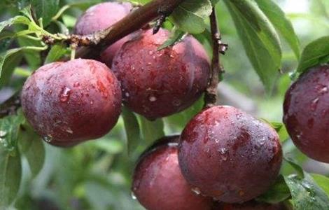 皮蛋饮食禁忌 皮蛋