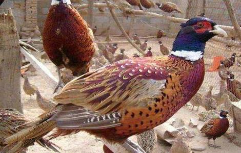 野鸡场地 怎么建设 野鸡场