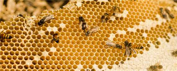 蜂王养殖技术（蜂王养殖技术 百度网盘）