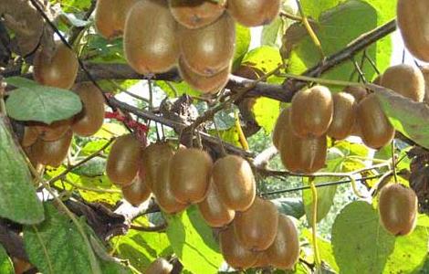 猕猴桃怎么催熟