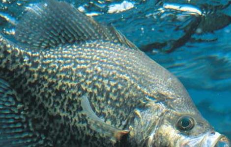 桂鱼的营养价值