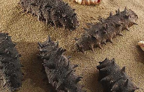 海参怎么发最好?