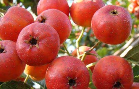 怎样吃山楂才能减肥?