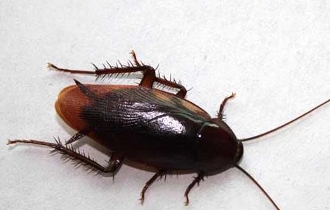 蟑螂咬人后有毒吗?