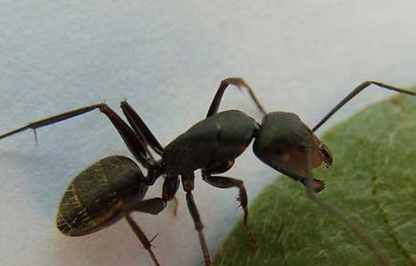 被蚂蚁咬了怎么办