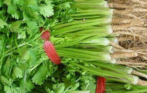 香菜的功效与作用