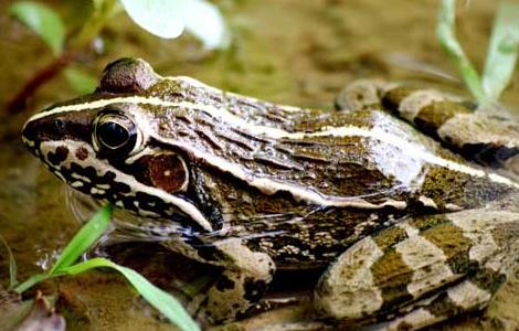 田鸡的营养价值