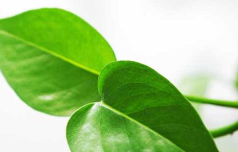 绿萝可以放在卧室吗