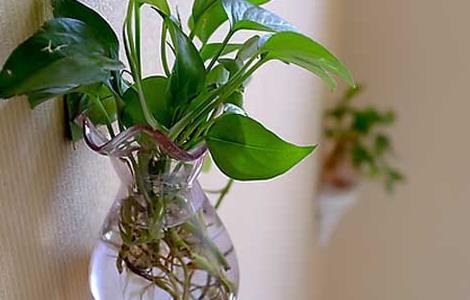 绿萝可以放在卧室吗