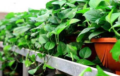 绿萝能吸甲醛吗