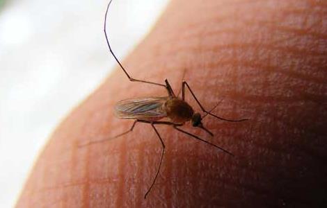 蚊子为什么要吸血（蚊子为什么要吸血到把自己撑死呢）