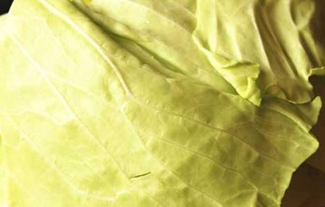 卷心菜能生吃吗