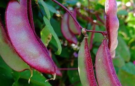 扁豆中毒怎么办