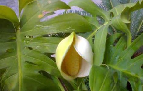 龟背竹能养在室内吗