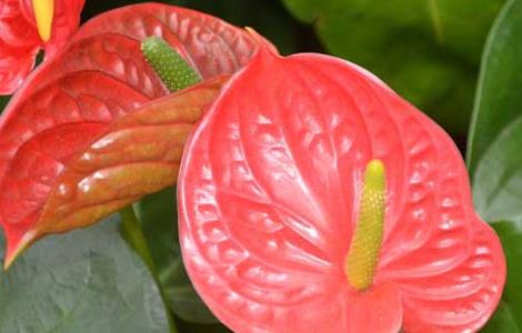 红掌能放在卧室吗