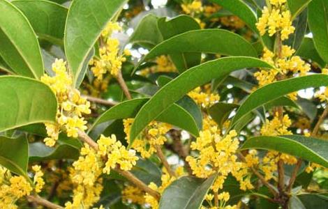 桂花酒的制作方法