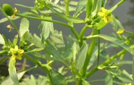 石龙芮的功效与作用