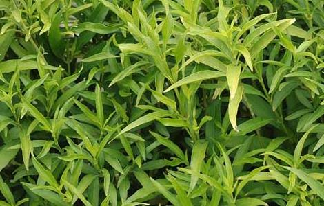 驳骨丹的功效与作用