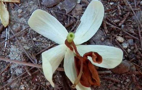 止泻木皮的功效与作用