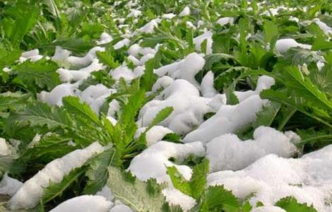 雪菜的腌制方法