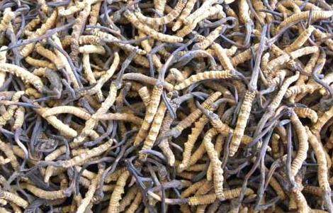 冬虫夏草怎么吃补肾