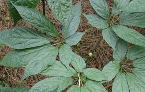 三七叶的功效与作用