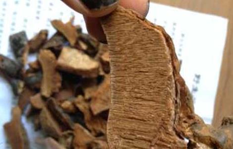 紫灵芝的功效与作用