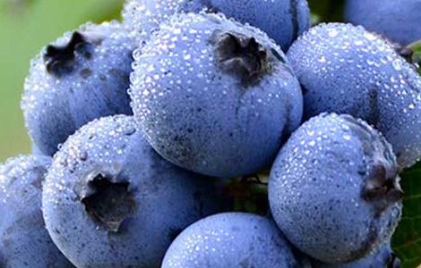 蓝莓的功效和作用